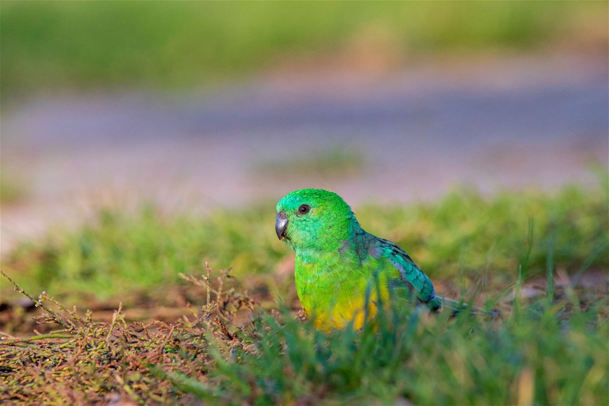 <i>Ryan Barnaby</i><br/>A red-rumped parrot