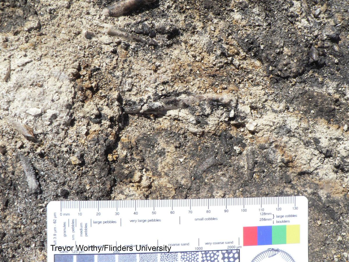 <i>Courtesy TH Worthy/Flinders University</i><br/>A closeup of the Archaehierax sylvestris fossil as it appeared in the field.