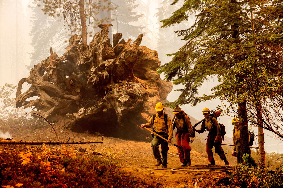 <i>Noah Berger/AP</i><br/>Firefighters battle the Windy Fire as it burns in the Trail of 100 Giants grove of Sequoia National Forest on September 19.