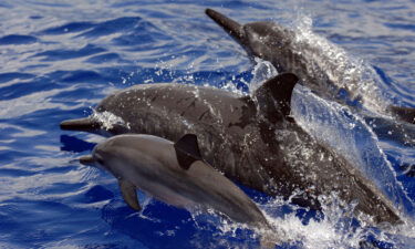 Spinner dolphins swimming in Hawaii.