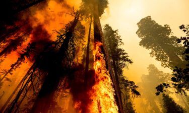 Flames lick up a tree as the Windy Fire burns in the Trail of 100 Giants grove in Sequoia National Forest