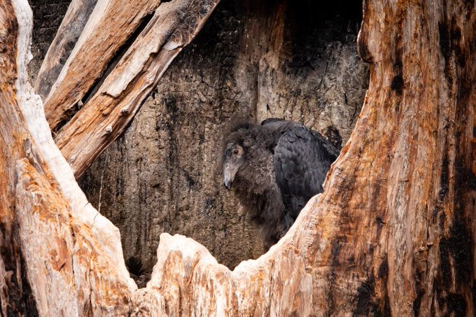 Iniko Condor rescued from Dolan Fire