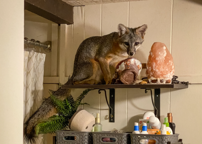 Fox snuck into the bathroom in Carmel Valley