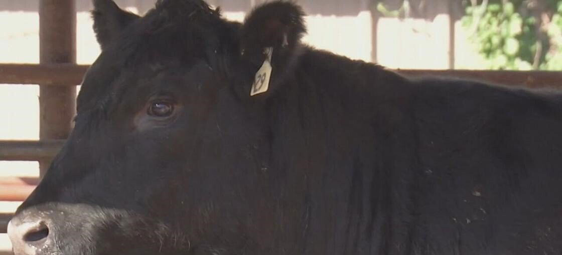 <i>KCTV</i><br/>The Blue Springs Police Department said the three animals had gotten loose from the Valley Oaks butcher shop