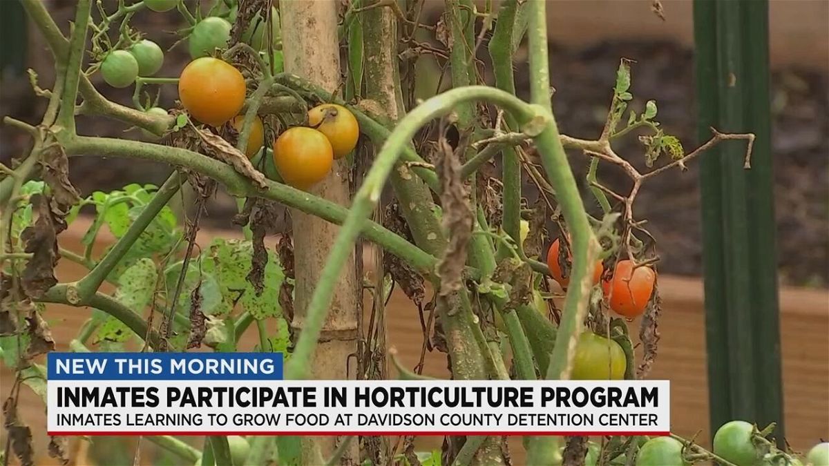 At the Davidson County Detention Center in South Nashville, the green areas don't go unused. Farming is part of the horticulture program the inmates can sign up for with their case managers.