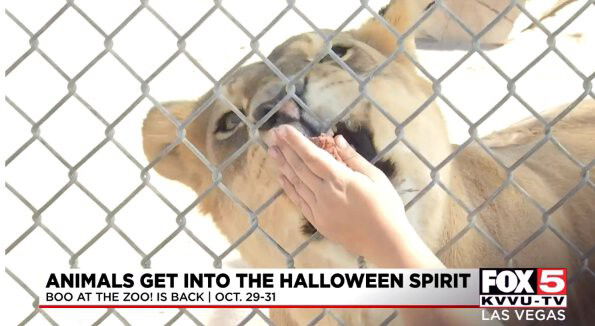 <i>KVVU</i><br/>A lion gets a snack at the The Lion Habitat Ranch in Henderson