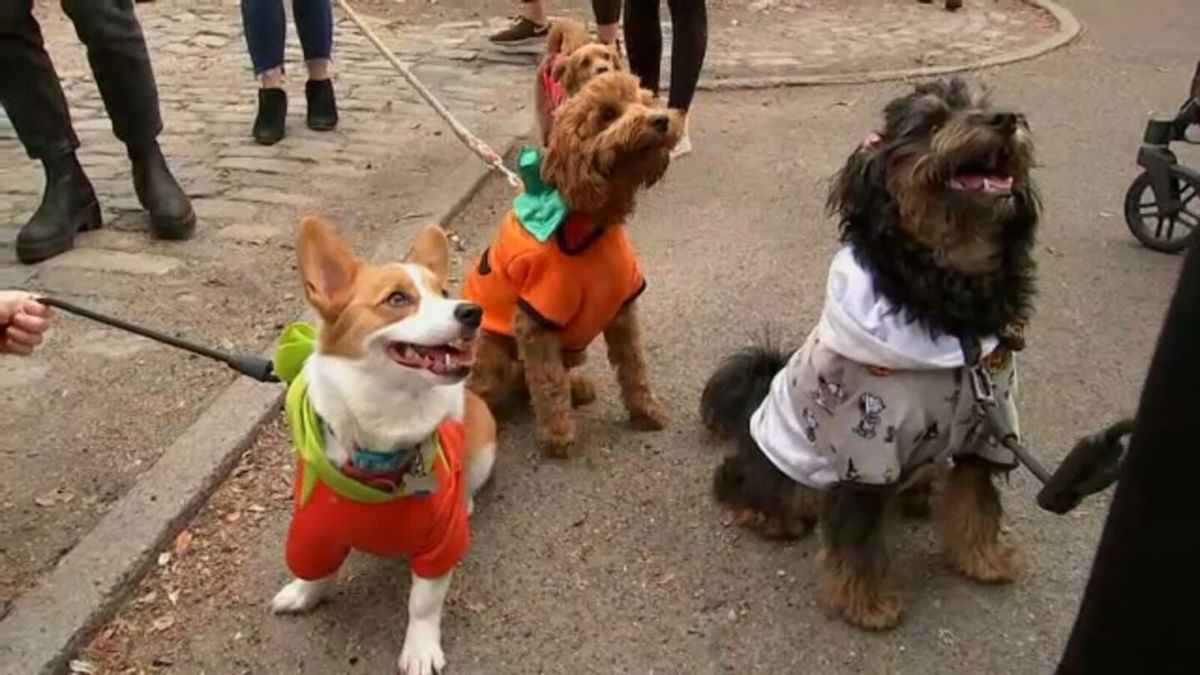 <i>WABC</i><br/>Dogs particpate in the Halloween Dog Parade on October 23 in New York City.