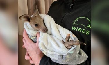 Two teenage boys have been charged after "allegedly deliberately killing 14 kangaroos" in the Australian state of New South Wales. This injured baby kangaroo was also found by police.