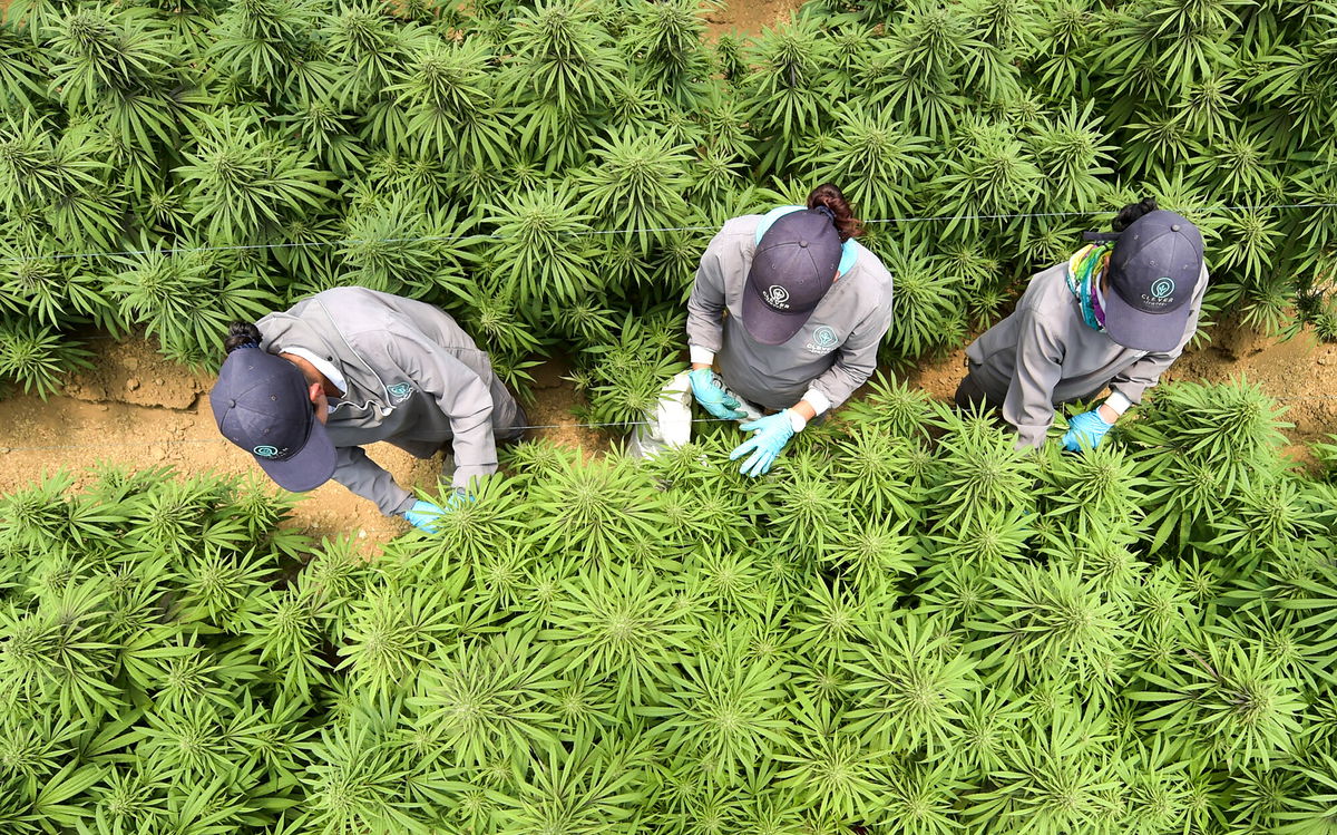 <i>Raul Arboleda/AFP/Getty Images</i><br/>Employees work at Clever Leaves company in Sogamoso