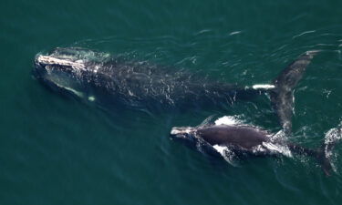 One of the rarest marine mammals in the world