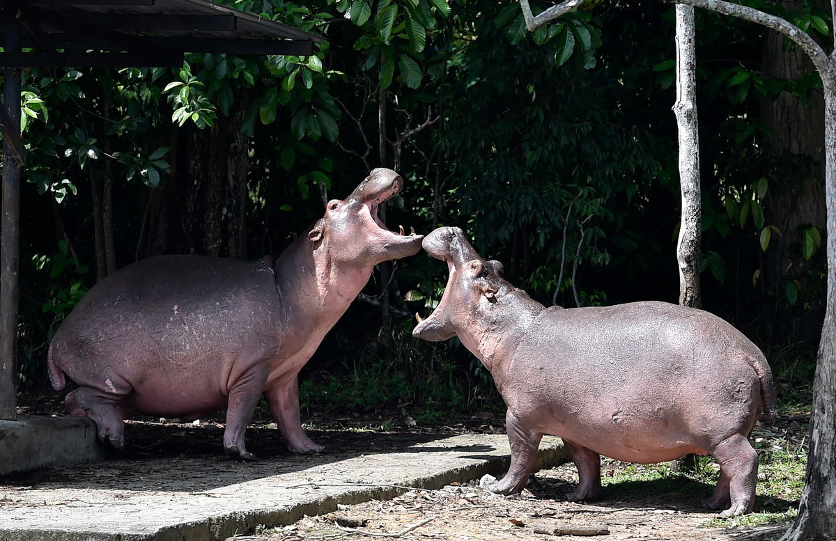 <i>Raul Arboleda/AFP/Getty Images</i><br/>