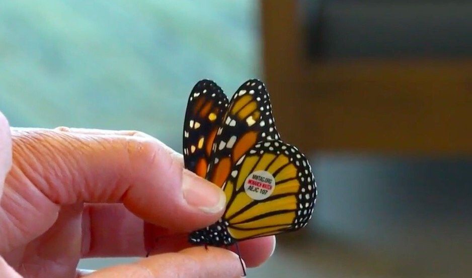 <i>KCCI</i><br/>Patty Loving has helped to raise and release many Monarch butterflies before relocating to Iowa from Texas.