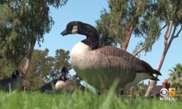 Bird droppings from the growing goose population is ruffling more than a few feathers in Foster City. Now City Hall is getting involved but not everyone agrees on the solution.