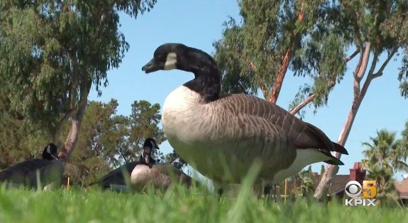<i>KPIX</i><br/>Bird droppings from the growing goose population is ruffling more than a few feathers in Foster City. Now City Hall is getting involved but not everyone agrees on the solution.