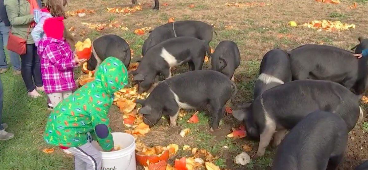 <i>KCTV/KSMO</i><br/>Families had a smashing good time disposing of leftover Halloween pumpkins at Urbavore Urban Farm on Sunday.