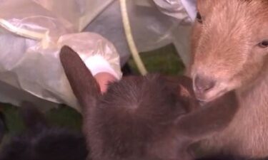 Nurses play with goats at the Goats