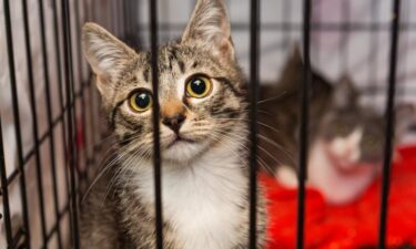 Cats available for adoption in San Francisco