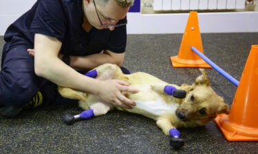 Veterinarian Sergei Gorshkov pets Monika at the clinic in Novosibirsk.