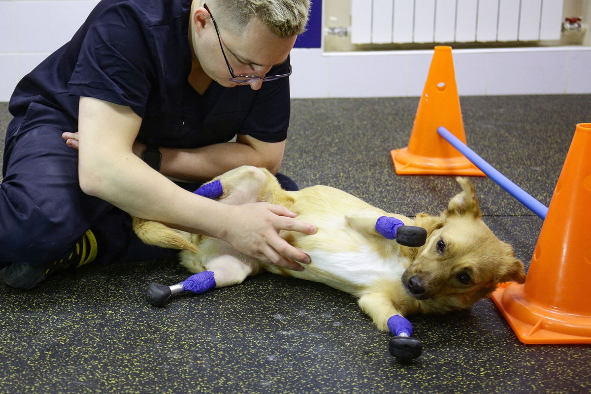 <i>Rostislav Netisov/AFP/Getty Images</i><br/>Veterinarian Sergei Gorshkov pets Monika at the clinic in Novosibirsk.