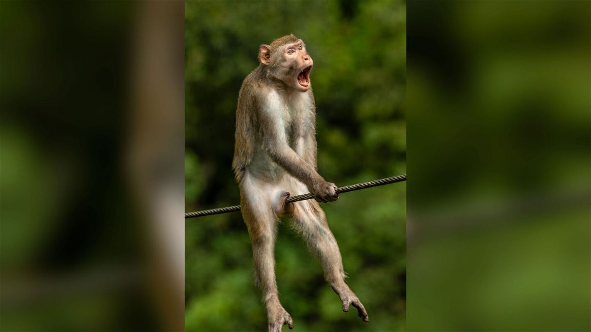 An uncomfortable monkey and some singing fish star in Comedy Wildlife  Photography Awards 2021 – KION546