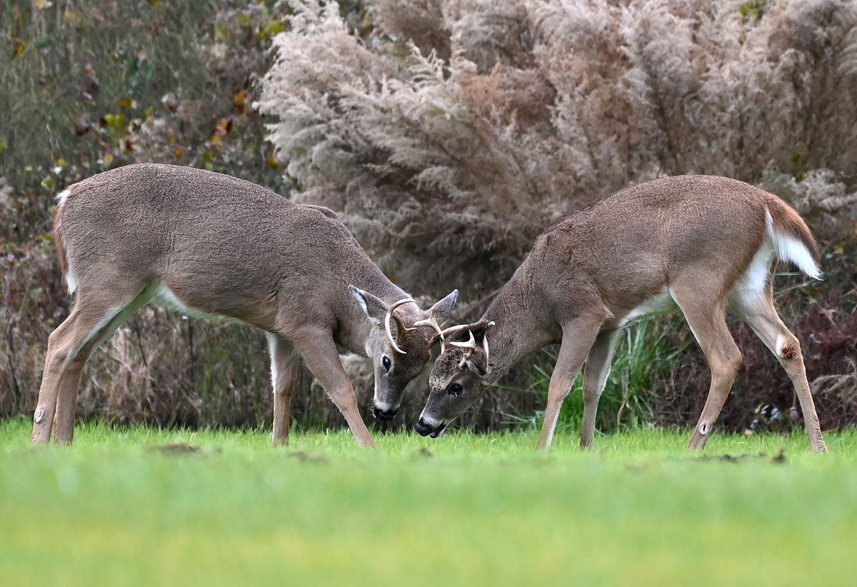 <i>Eva Hambach/AFP/Getty Images/FILE</i><br/>Scientists have found SARS-CoV-2 spreads like