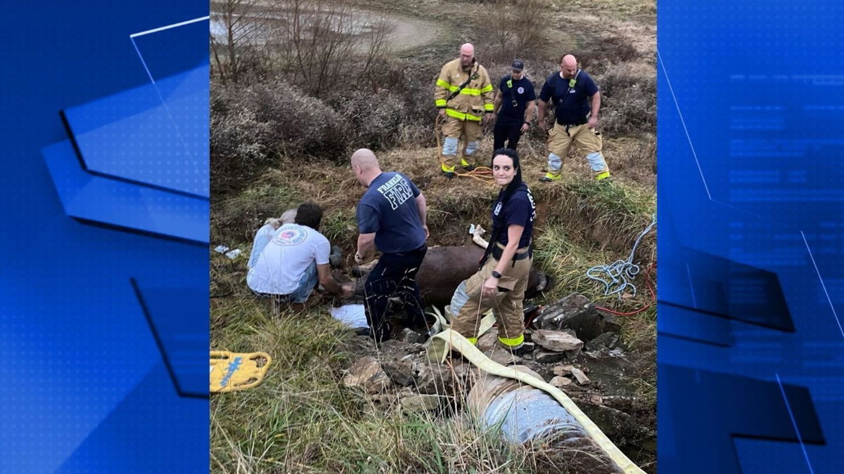 <i>Franklin Firefighters/WSMV</i><br/>Franklin Firefighters rescued a horse Saturday afternoon after it fell in a ditch.