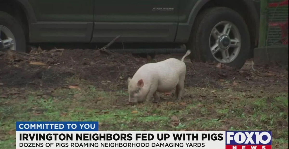 <i>WALA</i><br/>There is a pig problem in one Irvington neighborhood.