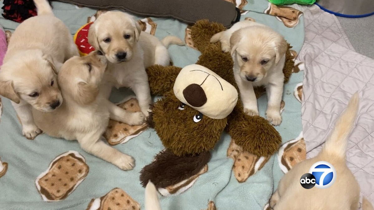 <i>KABC</i><br/>Guide Dogs of America needs volunteers to foster puppies like these that will serve a variety of vulnerable populations.