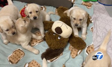 Guide Dogs of America needs volunteers to foster puppies like these that will serve a variety of vulnerable populations.