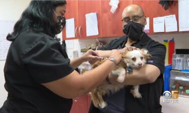 11-year-old Tempe receives a canine flu vaccine. The canine flu is now rapidly spreading in Southern California