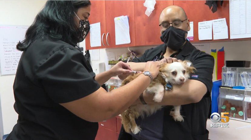 <i>KPIX</i><br/>11-year-old Tempe receives a canine flu vaccine. The canine flu is now rapidly spreading in Southern California