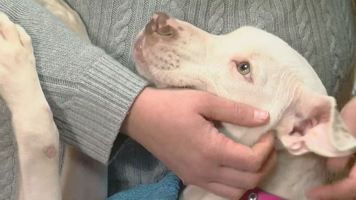 <i>WCCO</i><br/>A rescue organization is calling a dog found in a St. Paul alleyway 