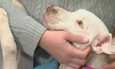 A rescue organization is calling a dog found in a St. Paul alleyway "a Christmas miracle."