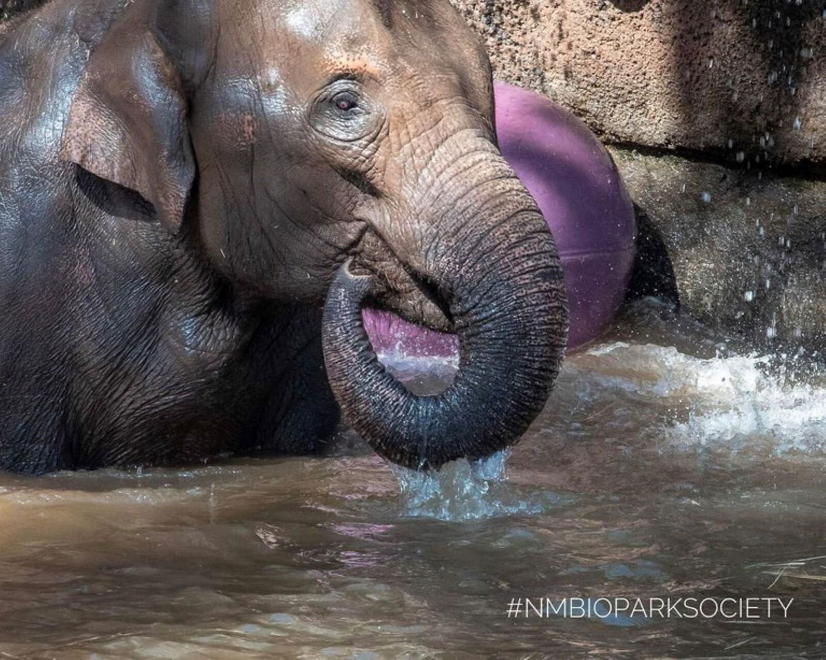 <i>ABQ BioPark Zoo</i><br/>Jasmine the elephant has tested positive for elephant endotheliotropic herpesvirus (EEHV).