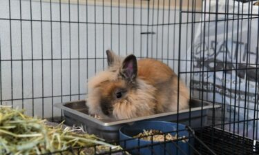 A bunny sits in its cage at the Human Society of Scott County