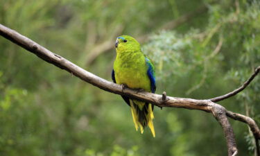 An album of recorded birdsong has managed to beat Christmas classics from Mariah Carey and Michael Bublé to make it into the top five of Australia's music charts