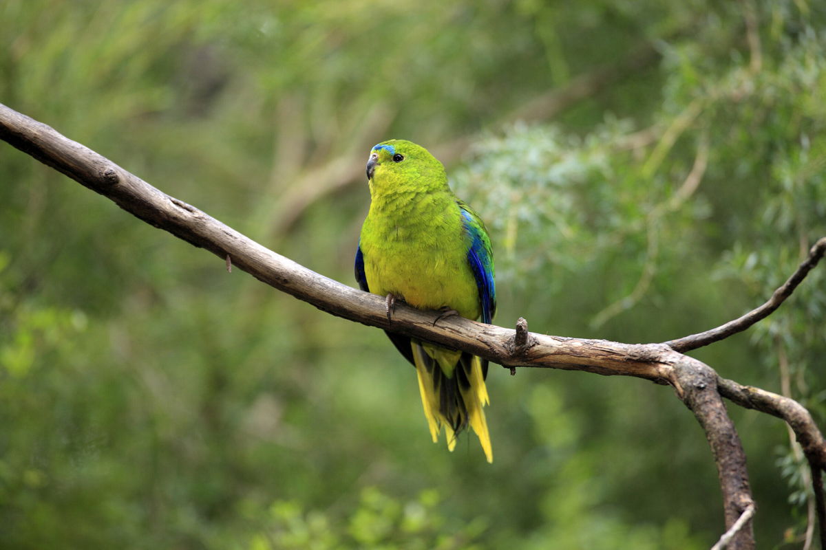 <i>Jurgen Christine Sohns/Flpa/imageBROKER/Shutterstock</i><br/>An album of recorded birdsong has managed to beat Christmas classics from Mariah Carey and Michael Bublé to make it into the top five of Australia's music charts