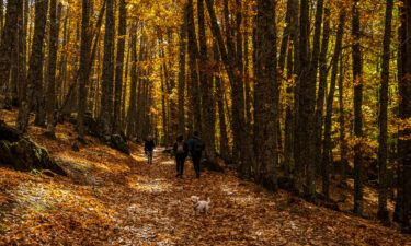 An outdoor walk in nature can go a long way to calm nerves. People walk with a dog through the chestnut grove of El Tiemblo