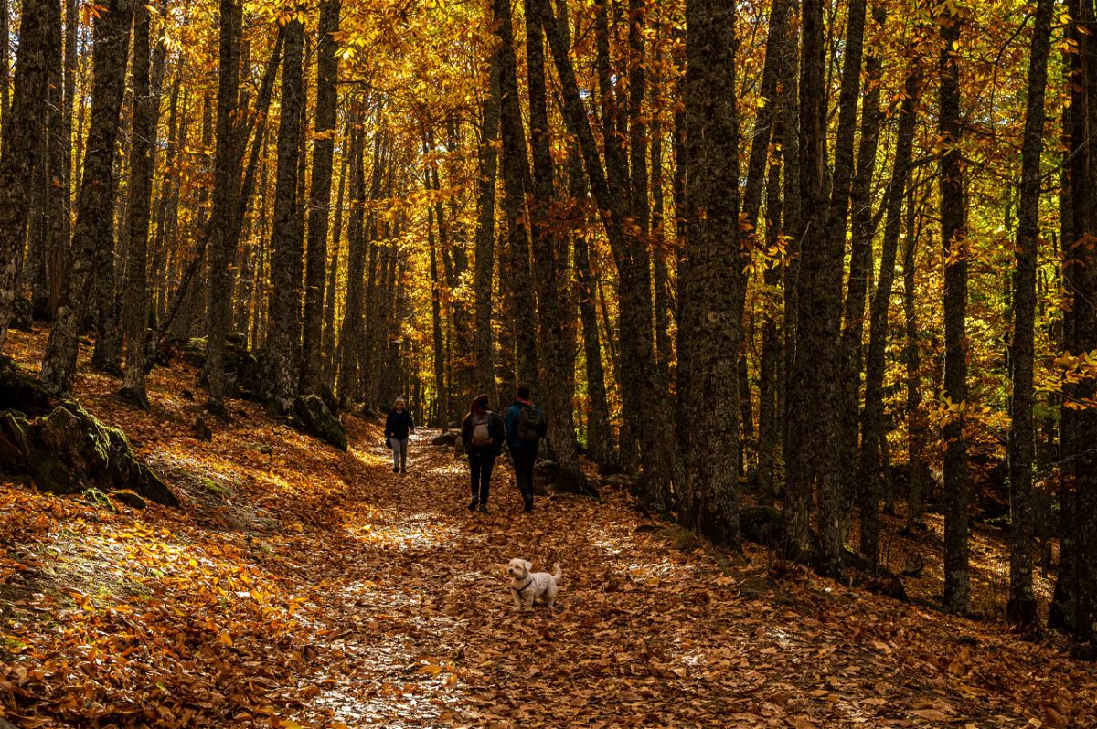<i>Marcos del Mazo/LightRocket//Getty Images</i><br/>An outdoor walk in nature can go a long way to calm nerves. People walk with a dog through the chestnut grove of El Tiemblo