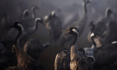 Thousands of cranes were killed by bird flu in the 'worst blow to wildlife' in Israel's history. Cranes are seen during the migration season on a foggy morning at Hula Nature Reserve