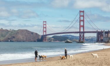 Think you're overpaying at the vet? See how much it costs to vaccinate your dog in San Francisco