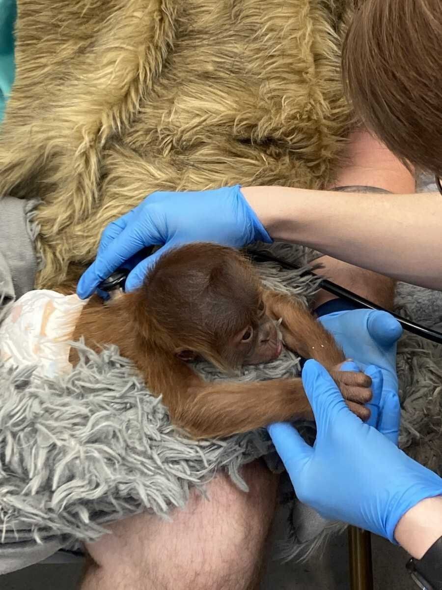 <i>@AudubonNature/WDSU</i><br/>Audubon's baby orangutan continues to have health struggles.