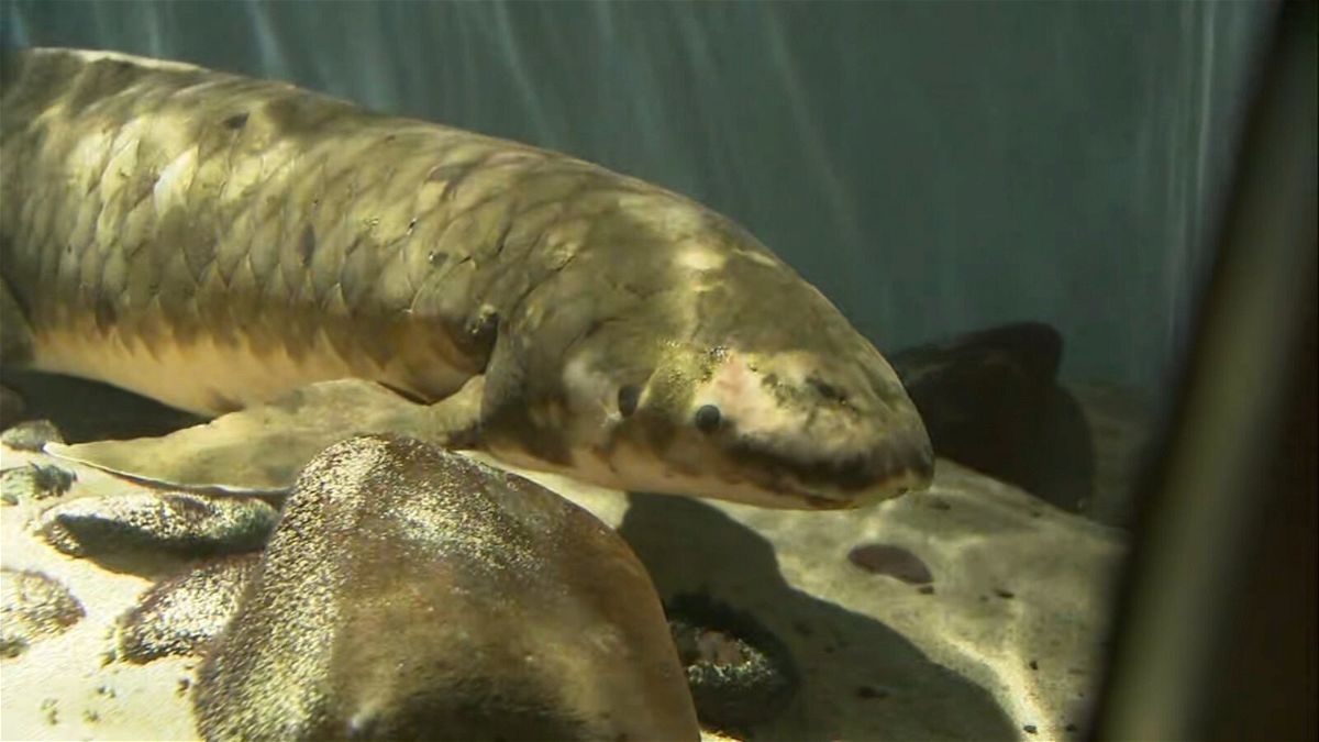 World's oldest living aquarium fish, named Methuselah, lives in San