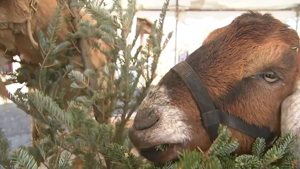 <i>WPVI</i><br/>A goat snacks on a Chistmas tree in Philadelphia as part of the Philly Goat project.