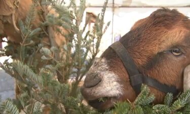 A goat snacks on a Chistmas tree in Philadelphia as part of the Philly Goat project.