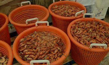 Louisiana saw an early start to crawfish season thanks to a warm start to winter