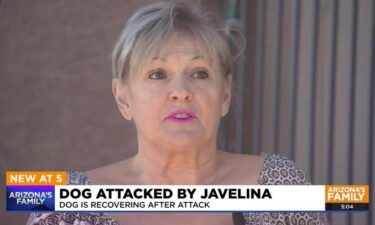 Wendy Gay Van Etten's dog was attacked by a pack of javelina last week.