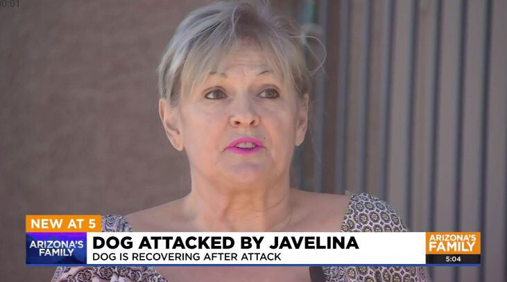 <i>KPHO/KTVK</i><br/>Wendy Gay Van Etten's dog was attacked by a pack of javelina last week.