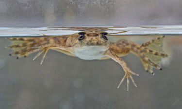 An African clawed-frog (Xenopus laevis) is shown here. It was not part of the research.