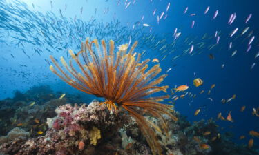 The Australian government pledged $700 million to protect the Great Barrier Reef